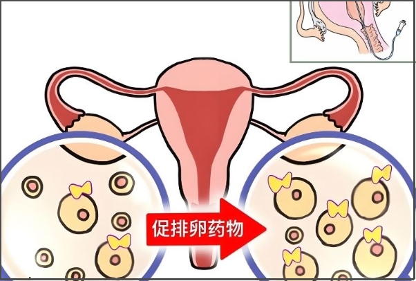 促排成功率因人而异