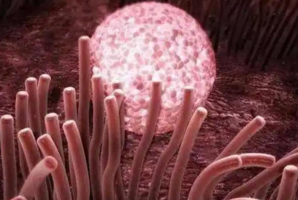 试管婴儿囊胚着床感觉，身体发出的微妙信号你读懂了吗