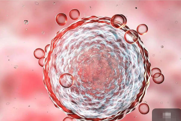 胚胎质量会影响试管成功率