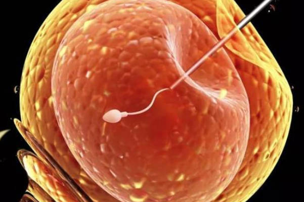 备孕补卵子最有效15种食物分享，西柚、大豆均已上榜