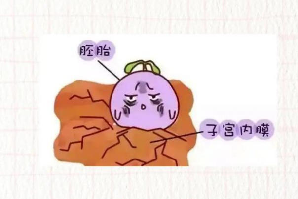 胚胎质量会影响着床的成功率