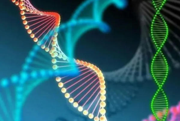 遗传基因会影响胚胎质量