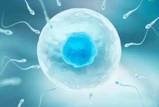 胚胎和卵泡的区别，一文了解生殖医学中的种子与土壤的差异