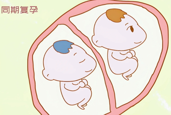 通过促排可以提高怀双胎的概率