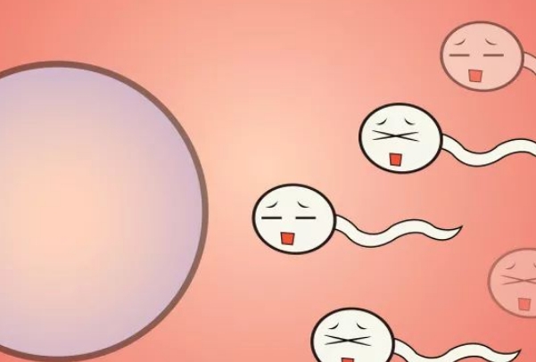 备孕精子禁欲几天质量最好，男性最好保持3天以上不同房