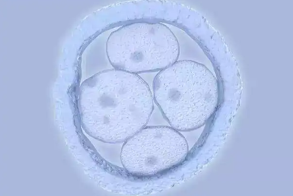 3bb囊胚细胞质数量较少