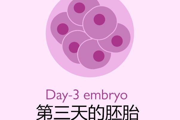 移植第2天分裂细胞球