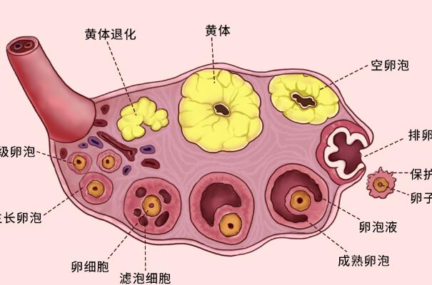 促排用药需依卵巢功能而定