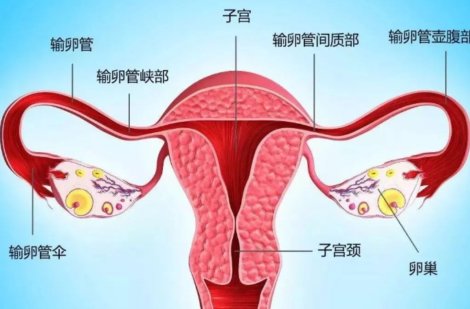 双侧输卵管位于女性盆腔内