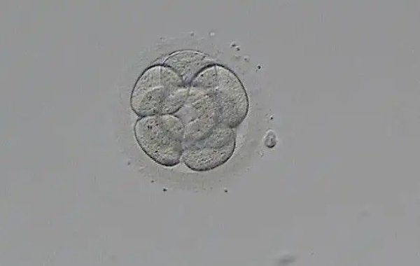 35岁女性做完3代试管第6天囊胚已经着床了吗？