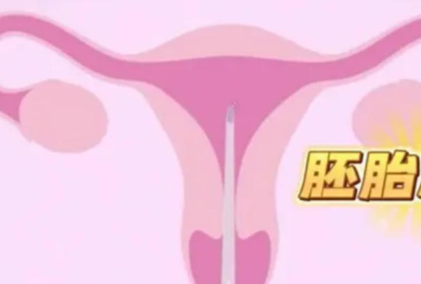 胚胎质量会影响试管的成功率