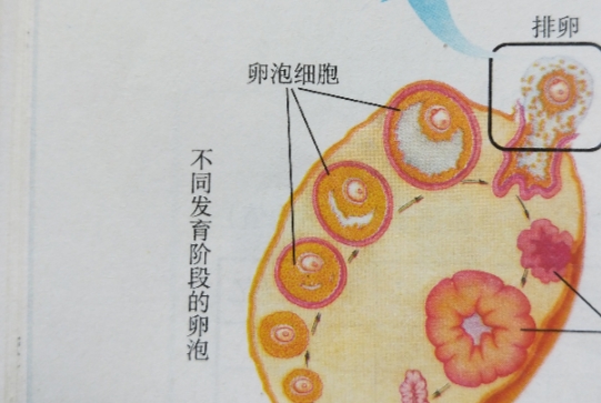 18MM是成熟卵泡