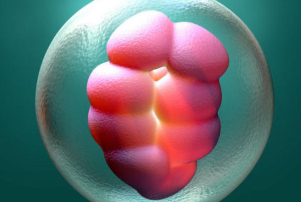 年龄会影响胚胎着床成功率