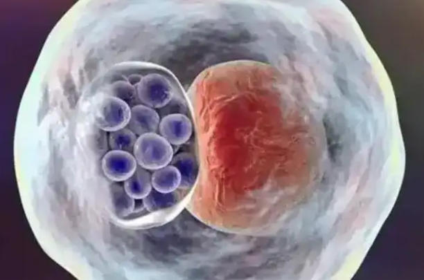 囊胚移植12天hcg值解读，正常范围、潜在风险与患者必读指南