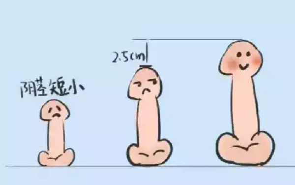 阴茎短小影响正常生精功能
