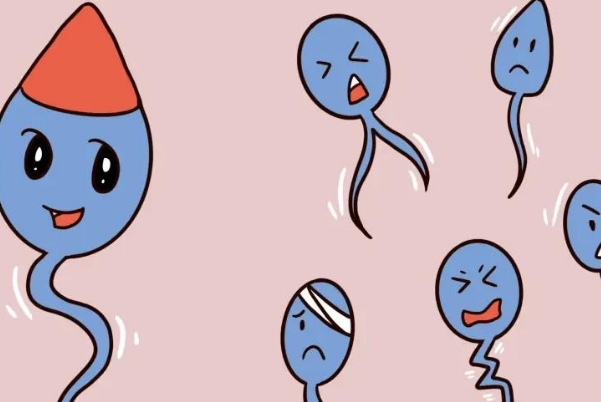男的备孕多久精子最佳，至少提前3-6个月调整生活习惯