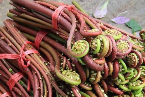 孕妇可以吃野菜
