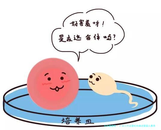 广州三代试管机构做试管婴儿费用