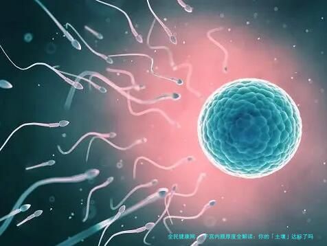 子宫内膜厚度全解读：你的「土壤」达标了吗？