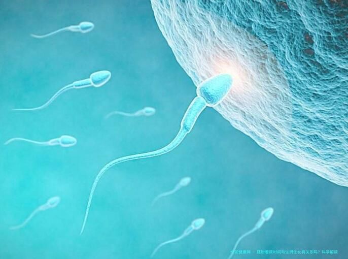 胚胎着床时间与生男生女有关系吗？科学解读性别决定机制