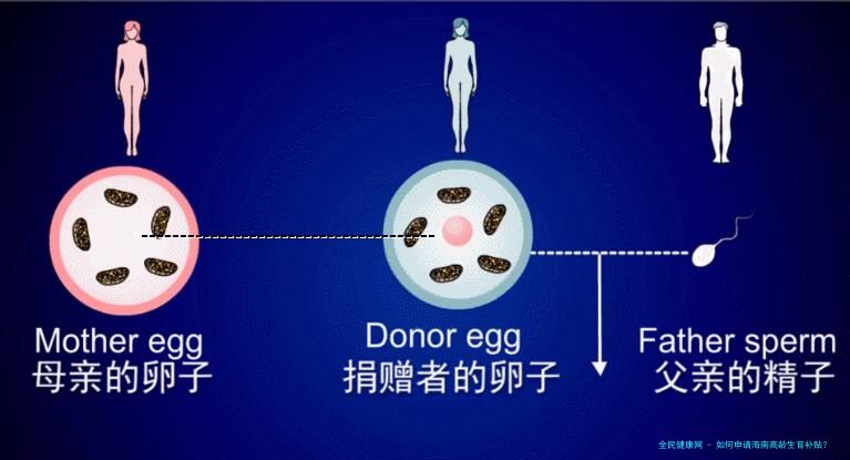 如何申请海南高龄生育补贴？