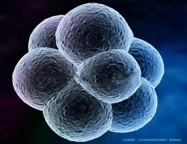 2025年哺乳假新规深度解析：职场妈妈的权益再升级