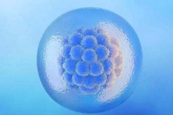 试管移植3bb囊胚有可能成功
