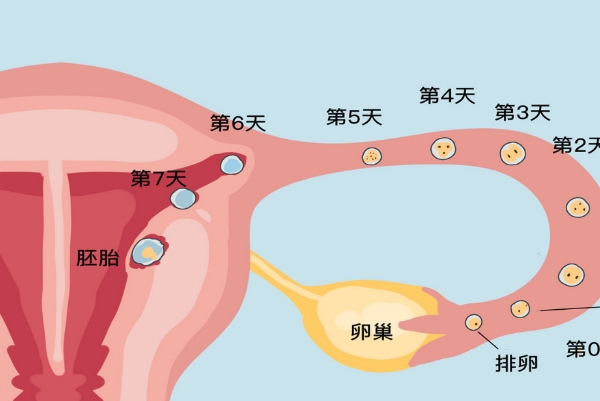 试管婴儿不一定都需要促排