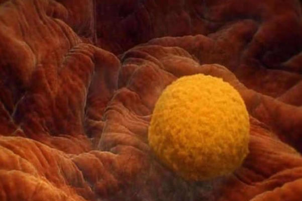 移植胚胎第三天什么感觉，一文了解移植后72小时饭真实体验