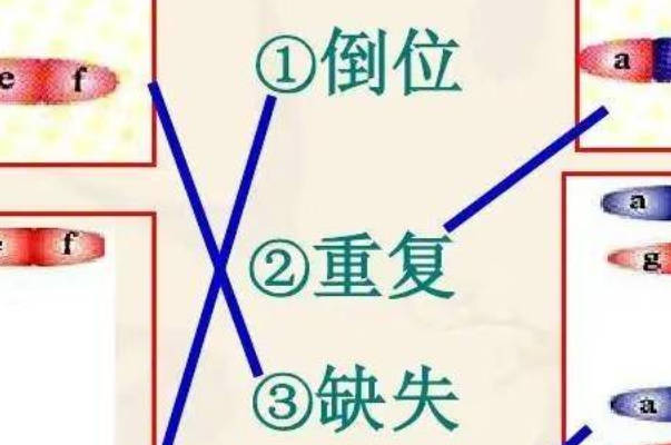 染色体变异包括倒位