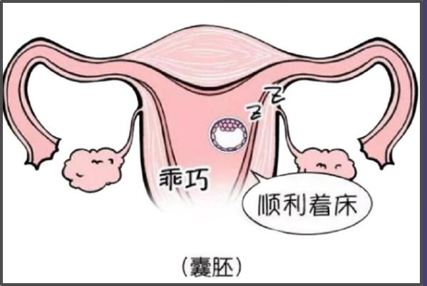 胚胎质量会影响着床的成功率