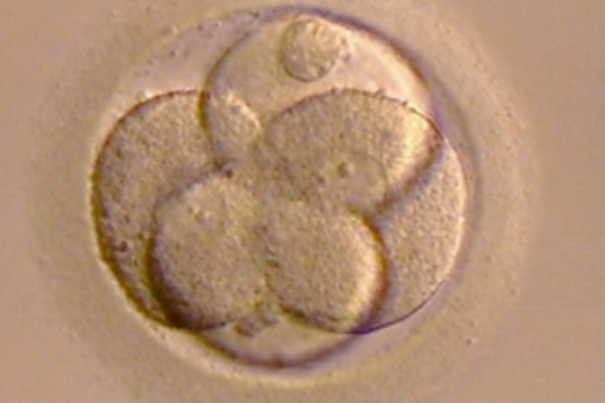 7b胚胎质量较高