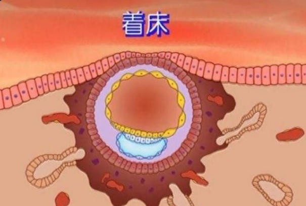 胚胎质量会影响胚胎着床时间