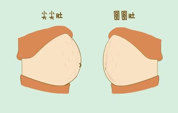 女性的肚子也会变的越来越大