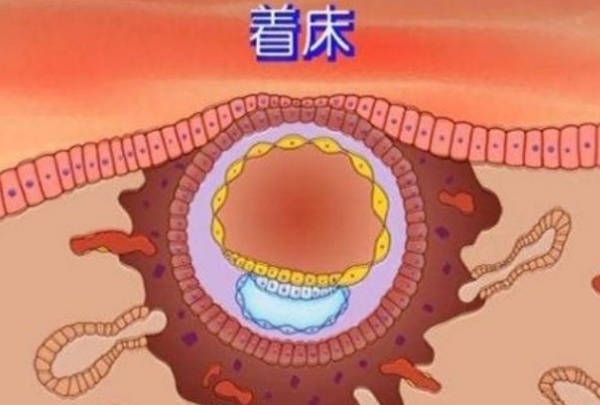 胚胎着床成功后下个月不会来月经