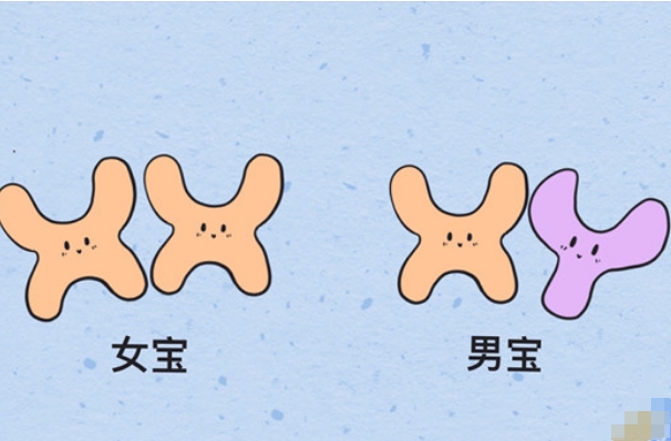 双岁双月怀的宝宝是男丁几率高还是女娃概率大呢？