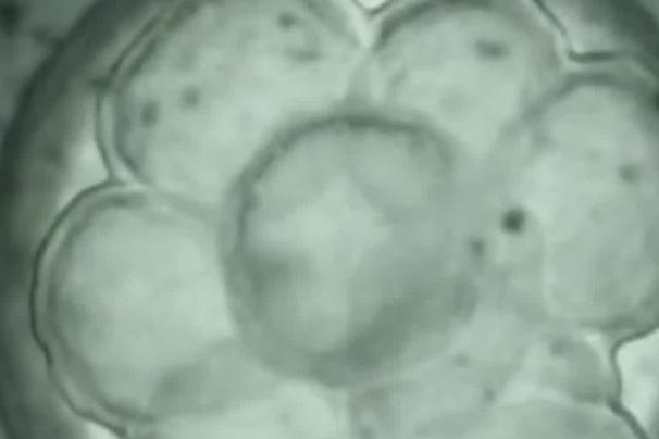 10个胚胎能养成几个囊胚？生殖科医生用五年数据告诉你真相