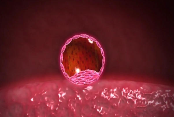 胚胎着床后激素会发生变化