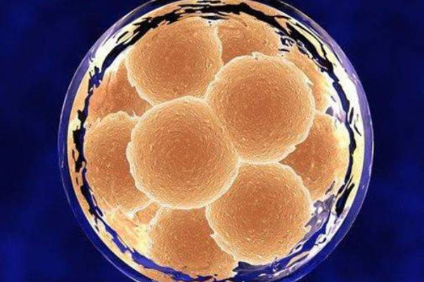 试管婴儿胚胎质量不好是不是因为男性精子质量差？