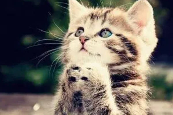 猫是一种非常可爱的动物