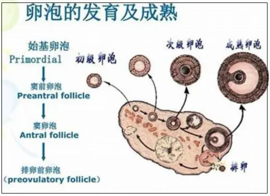 卵泡发育有四个阶段