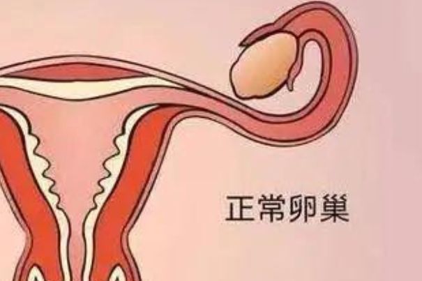 安美奇葆巢韵多可以促进卵巢排卵