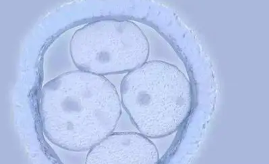 囊胚4bc质量比较好