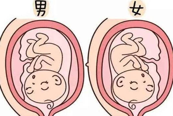 唐氏筛查结果看男女准确度分析，判断胎盘功能看不出性别