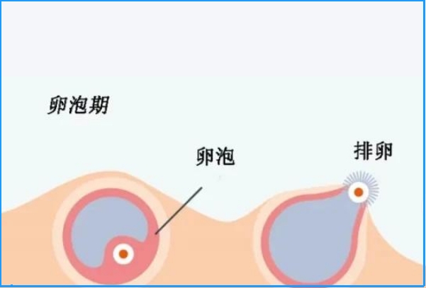 年龄会影响连续取卵的时间