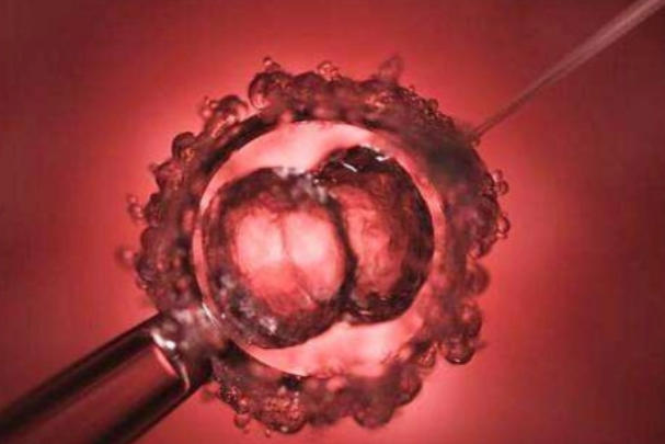 胚胎质量会影响试管成功率