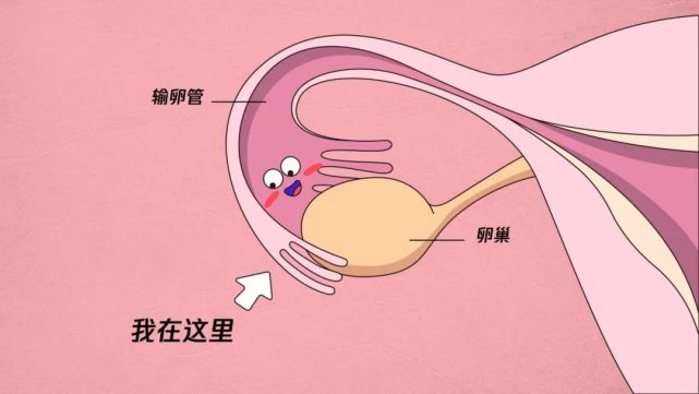 输卵管切除一侧手术后疼痛会减轻