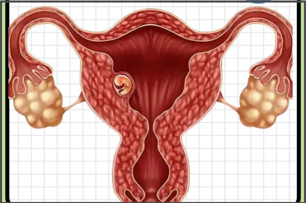 胚胎移植后至少一个月经周期同房