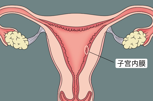 子宫内膜厚度会影响试管移植成功率