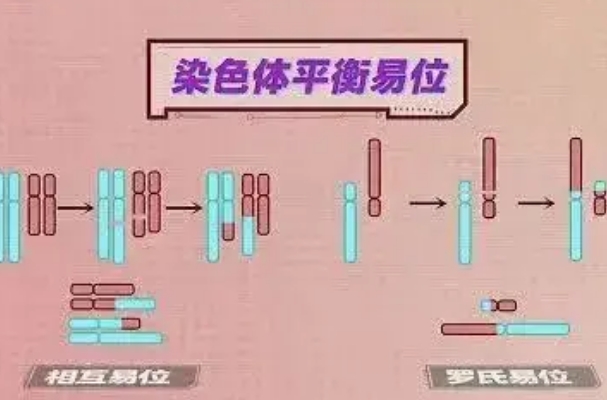 染色体平衡易位很难养成囊胚，遗传物质失衡影响胚胎发育